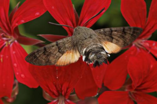 Macroglossum stellatarum